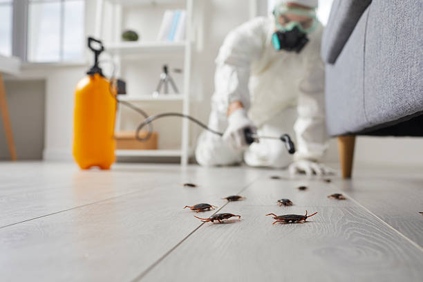 Commercial Kitchen Cockroach Control in Warm Springs